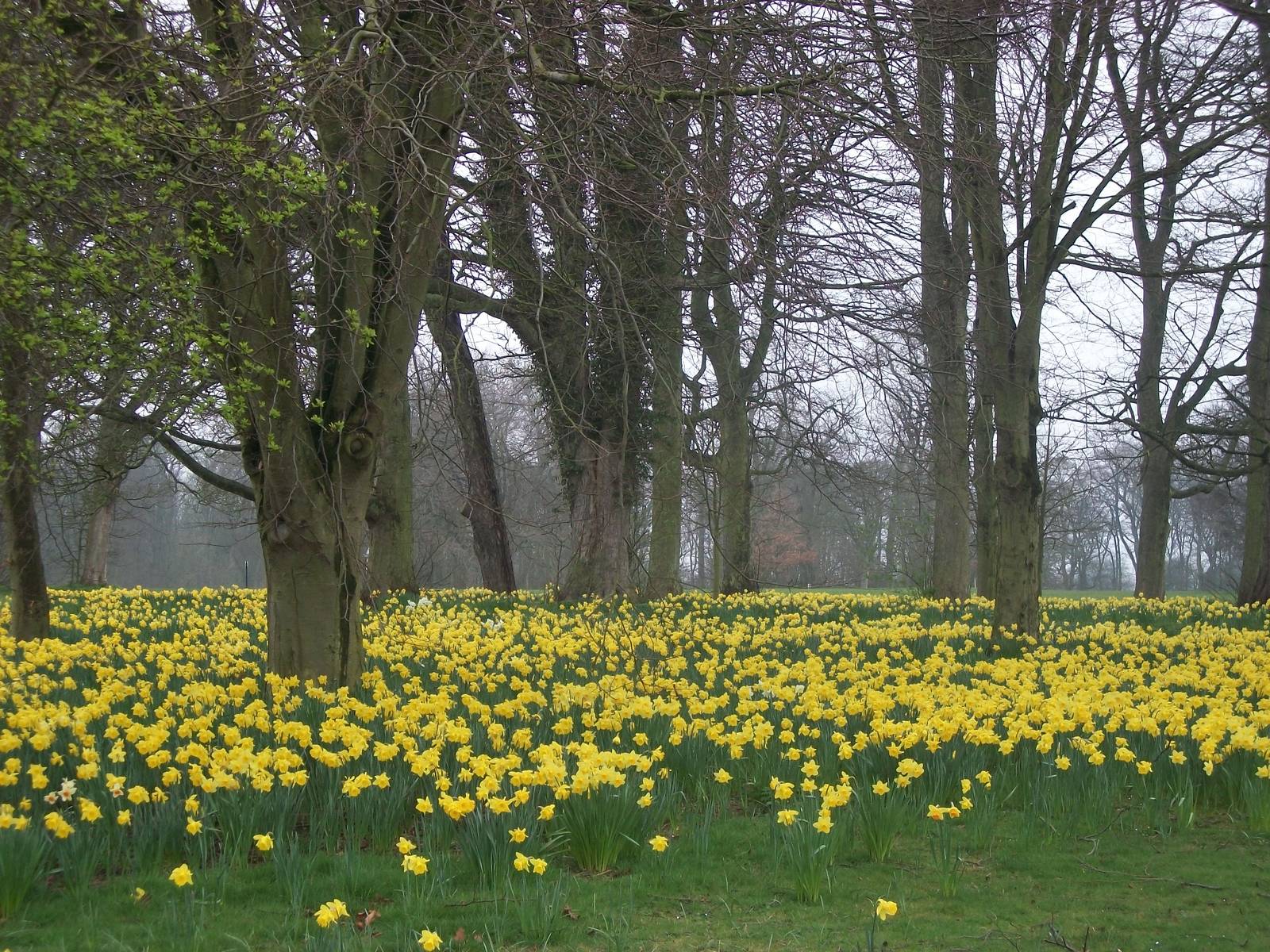 Marie Curie Daffodil Field, 28th March 2014