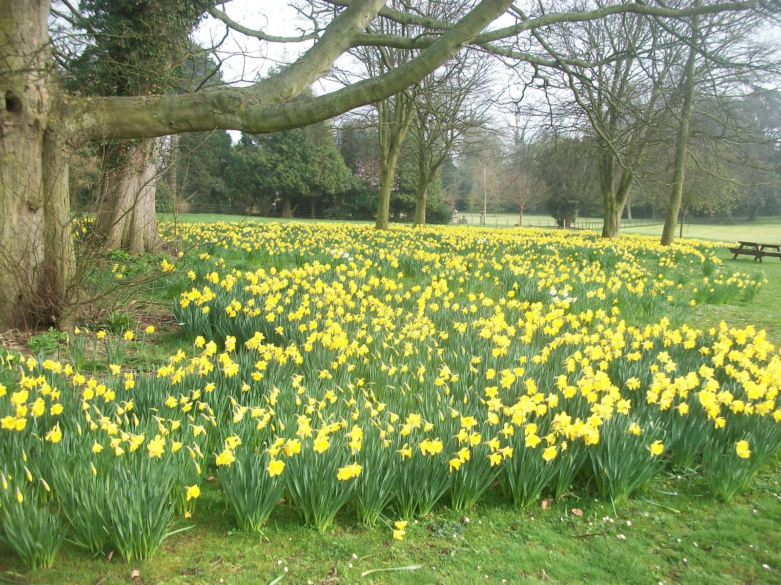 Marie Curie Daffodil Field, 29th March 2014