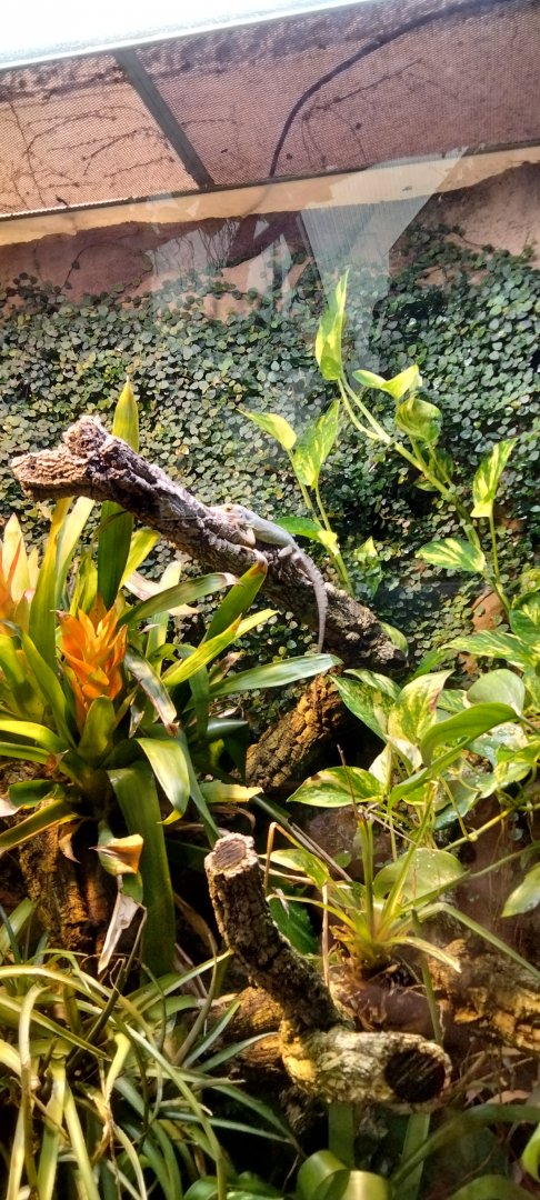 Marie-Galante anole	(Anolis ferreus) inside Matamata pavilion