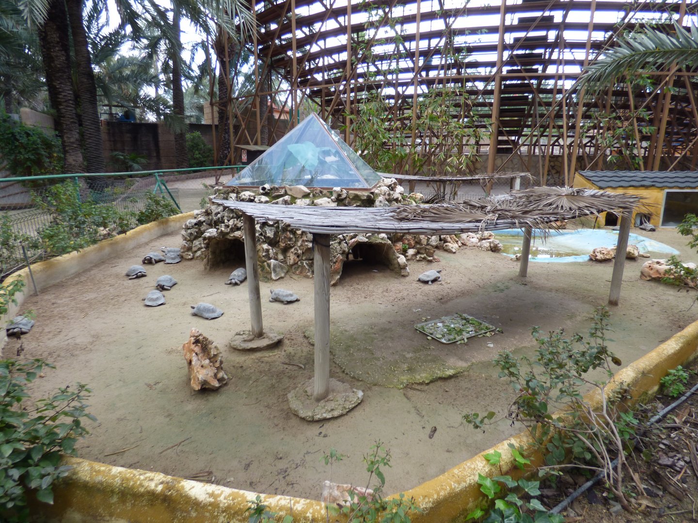 Marignated Tortosie Enclosure