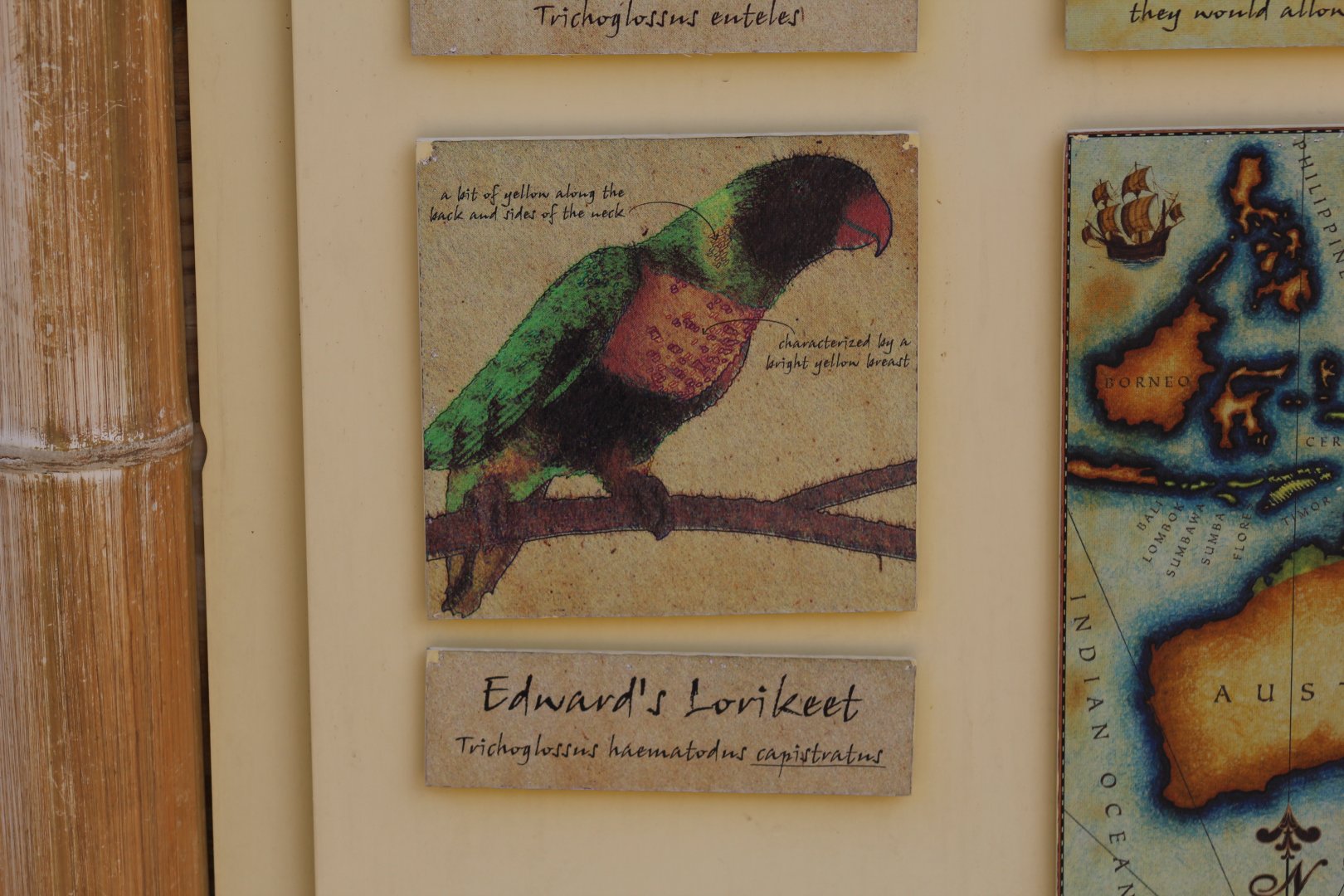 Marigold Lorikeet Signage