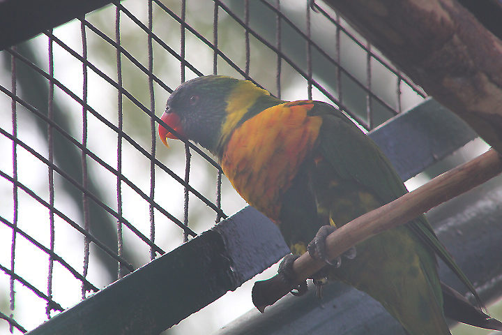 Marigold lorikeet (Trichoglossus capistratus capistratus) - Bird Park