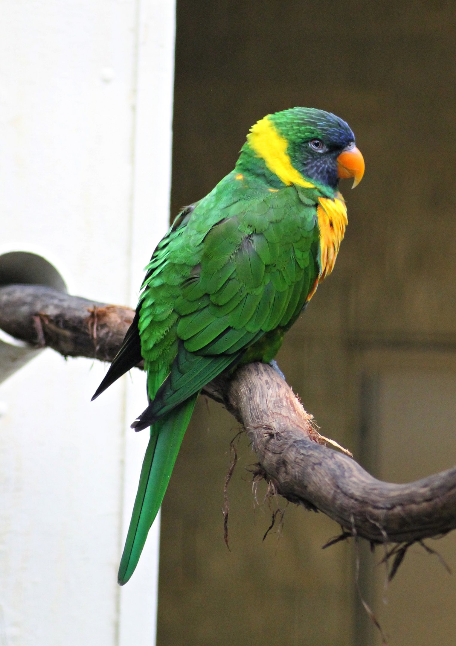 Marigold lorikeet (Trichoglossus capistratus capistratus)