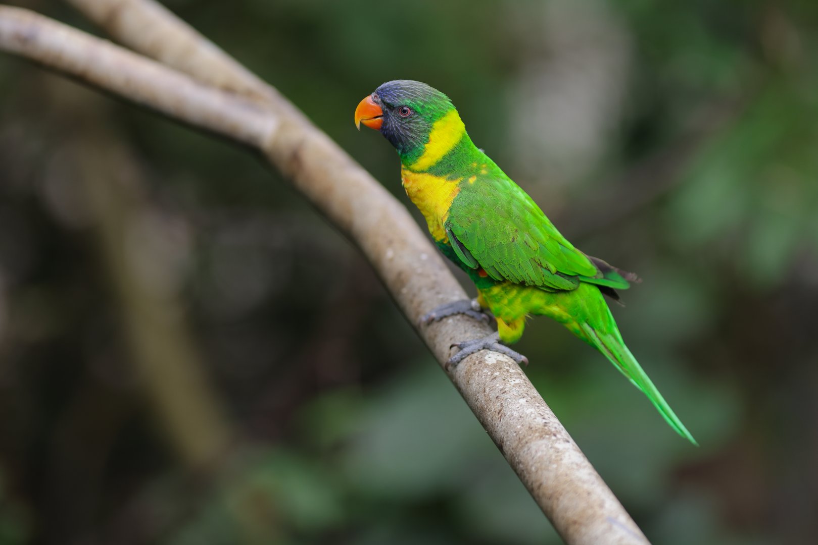 Marigold Lorikeet (Trichoglossus capistratus) - Lory Loft