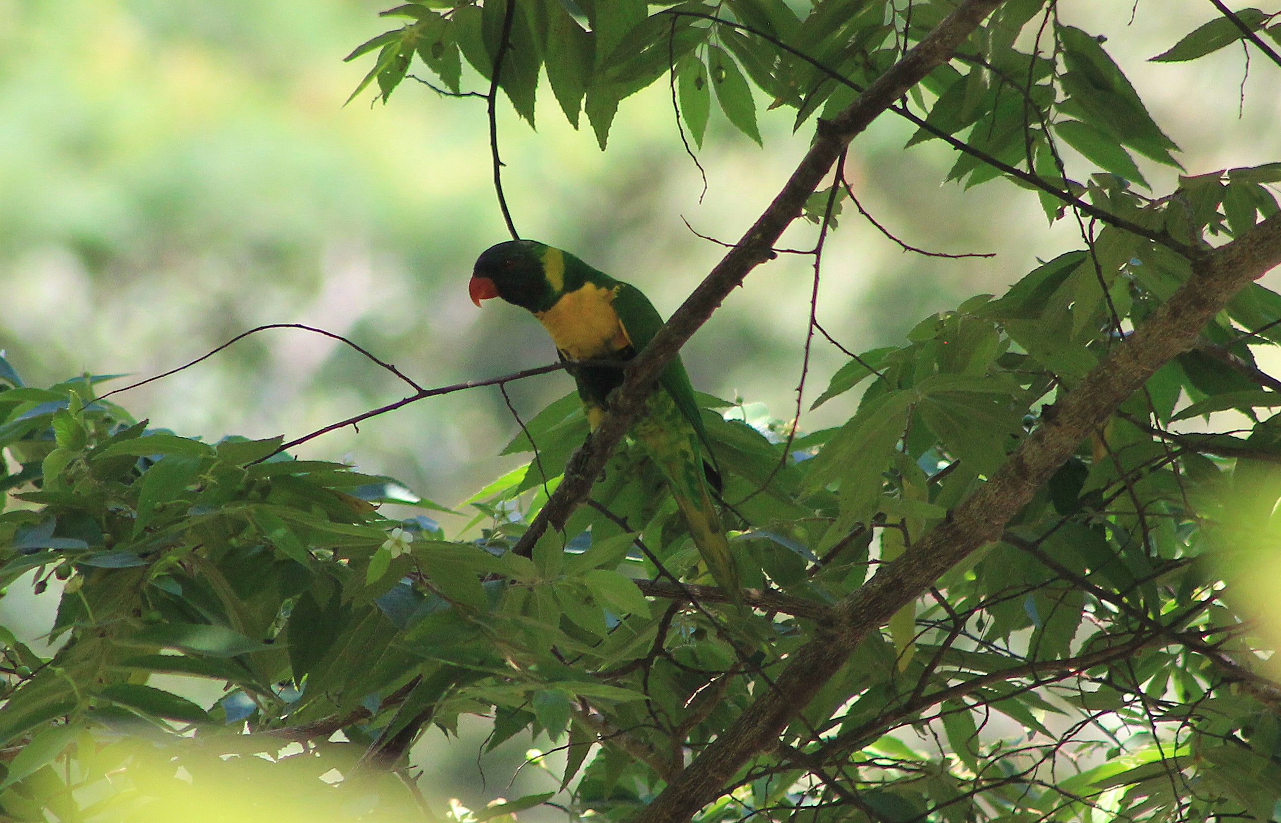 Marigold Lorikeet (Trichoglossus capistratus)