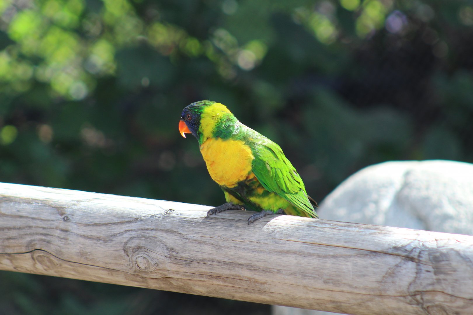 Marigold Lorikeet