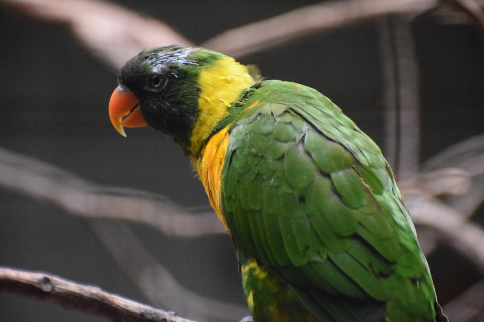 Marigold lorikeet