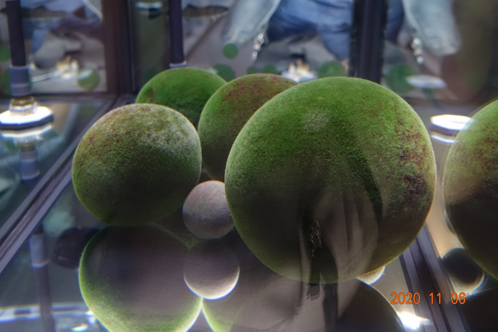 Marimo (Aegagropila linnaei)