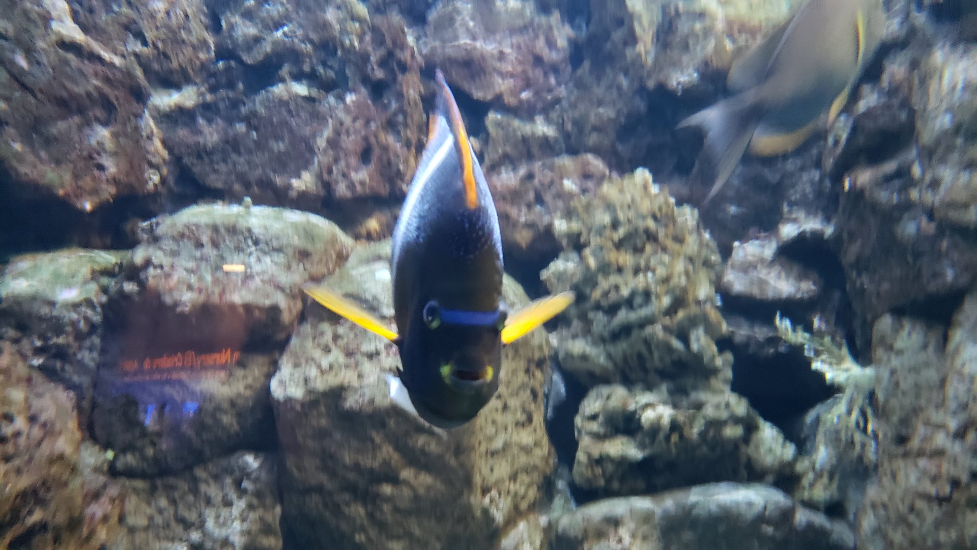 marine angelfish