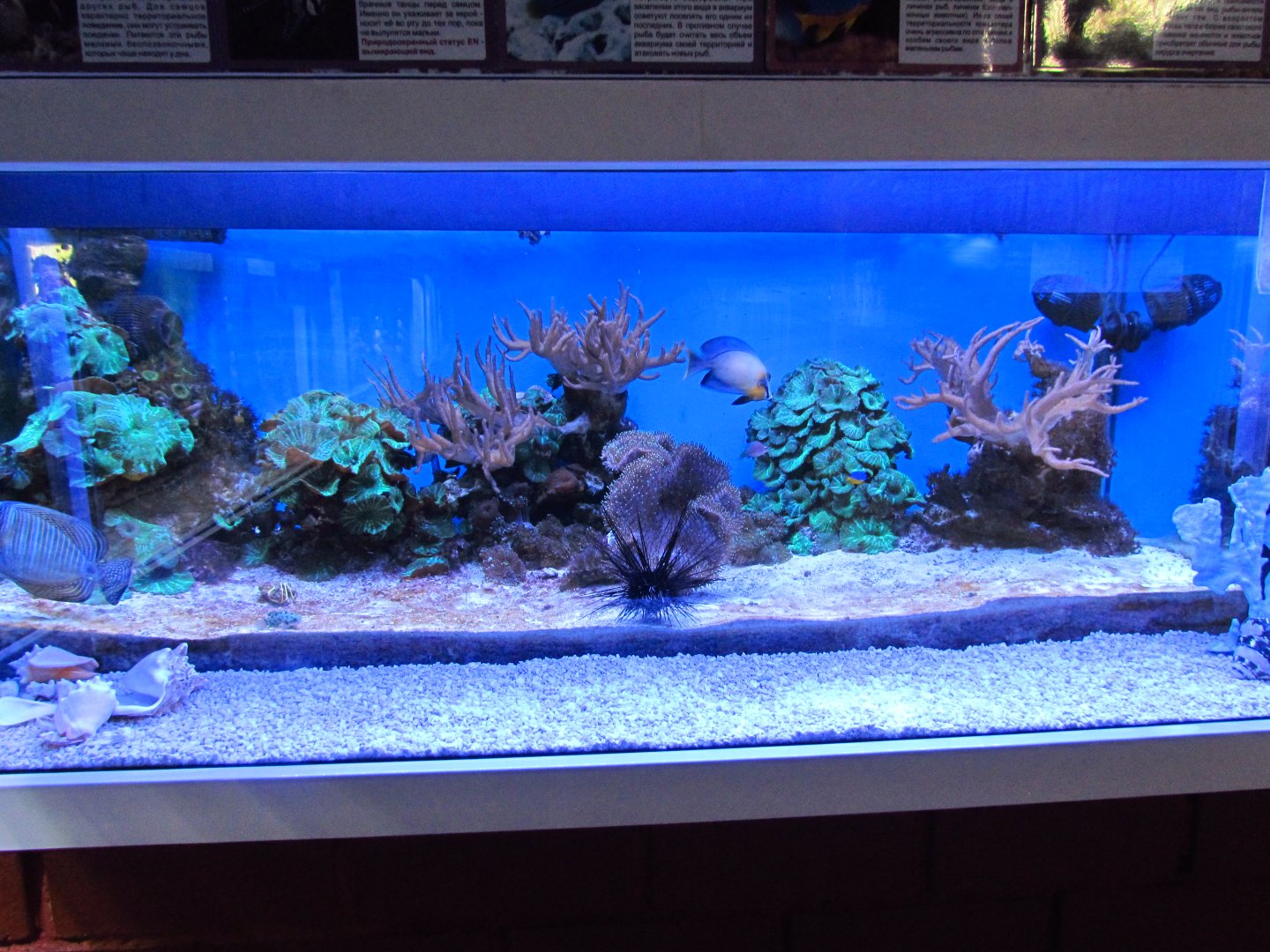 Marine aquarium 4