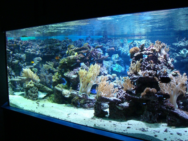 Marine aquarium