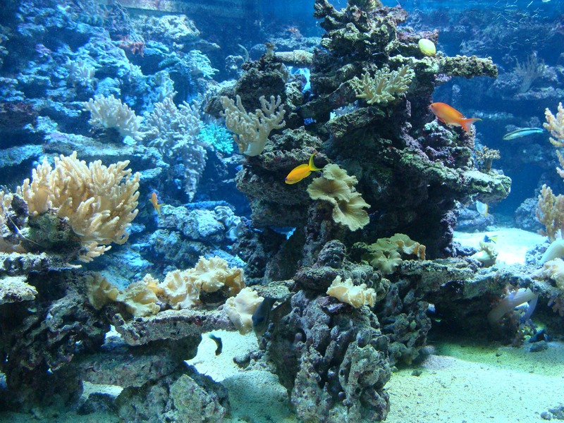 Marine aquarium