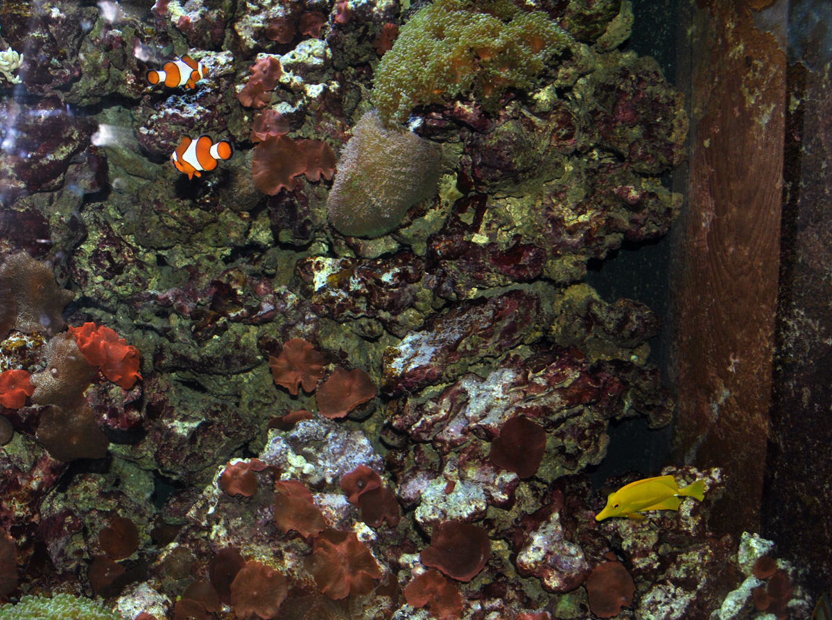 Marine aquarium
