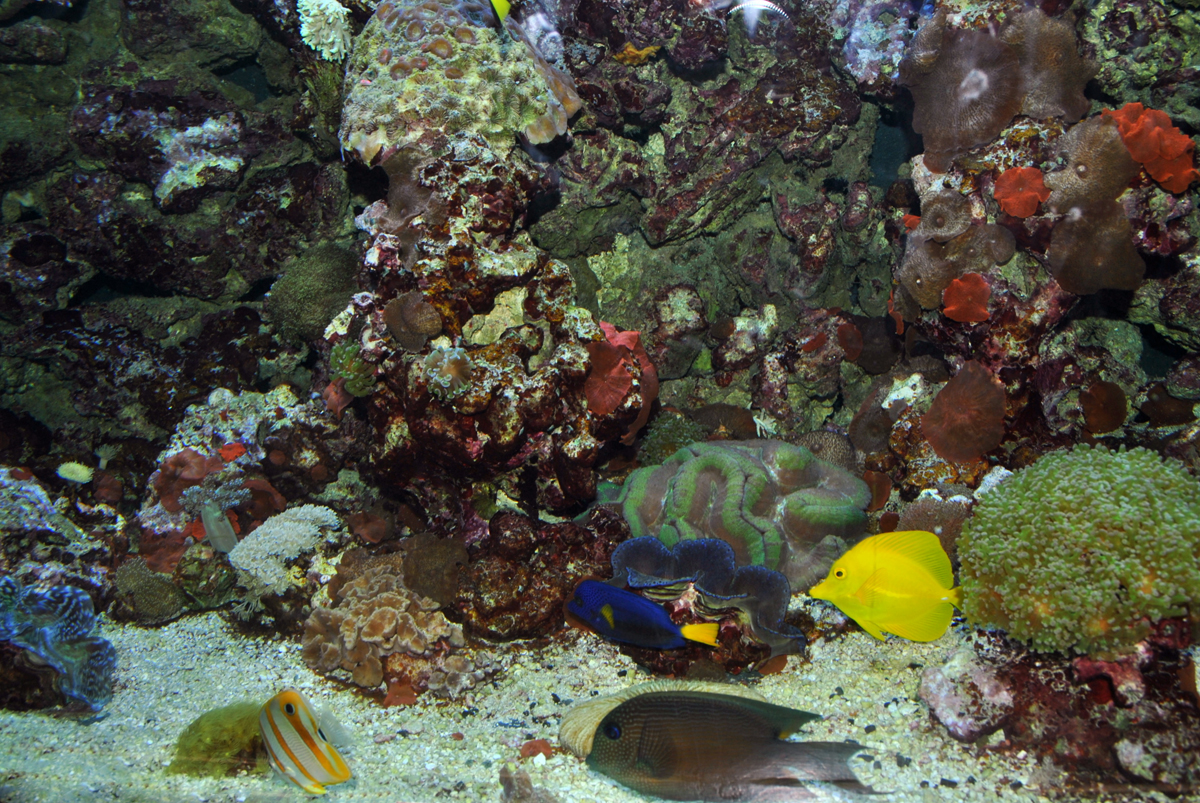 Marine aquarium