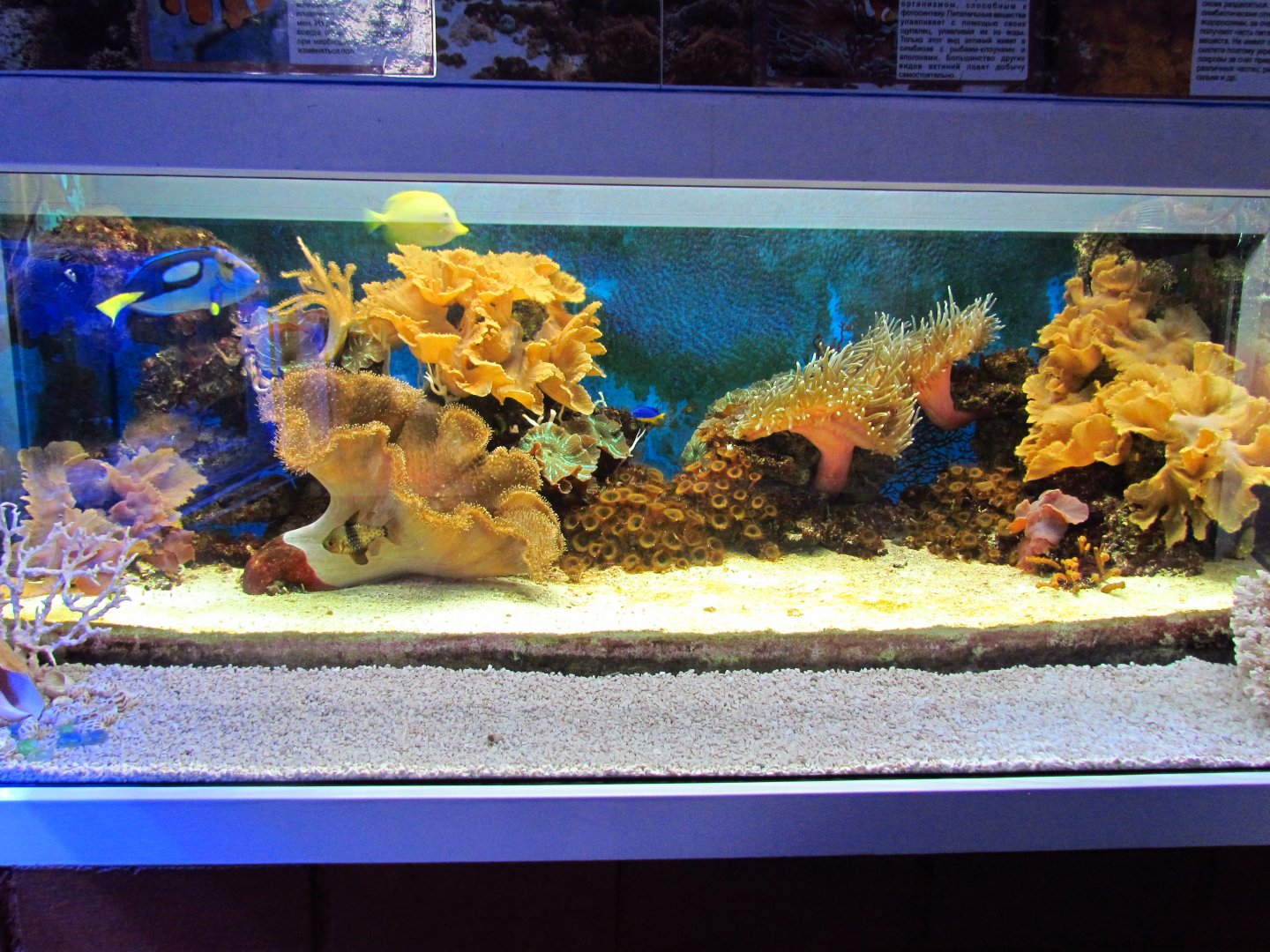 Marine aquarium