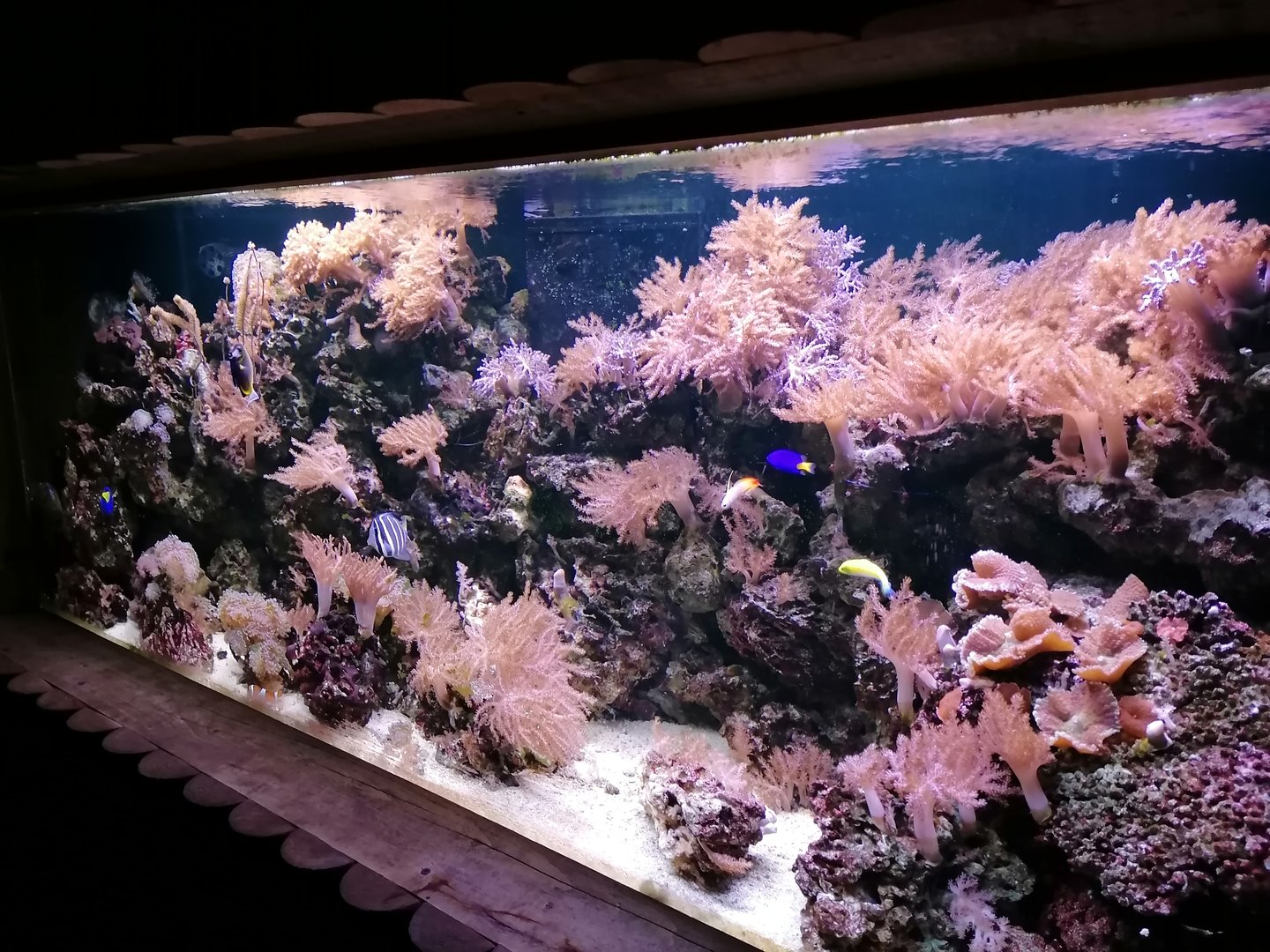 Marine aquarium