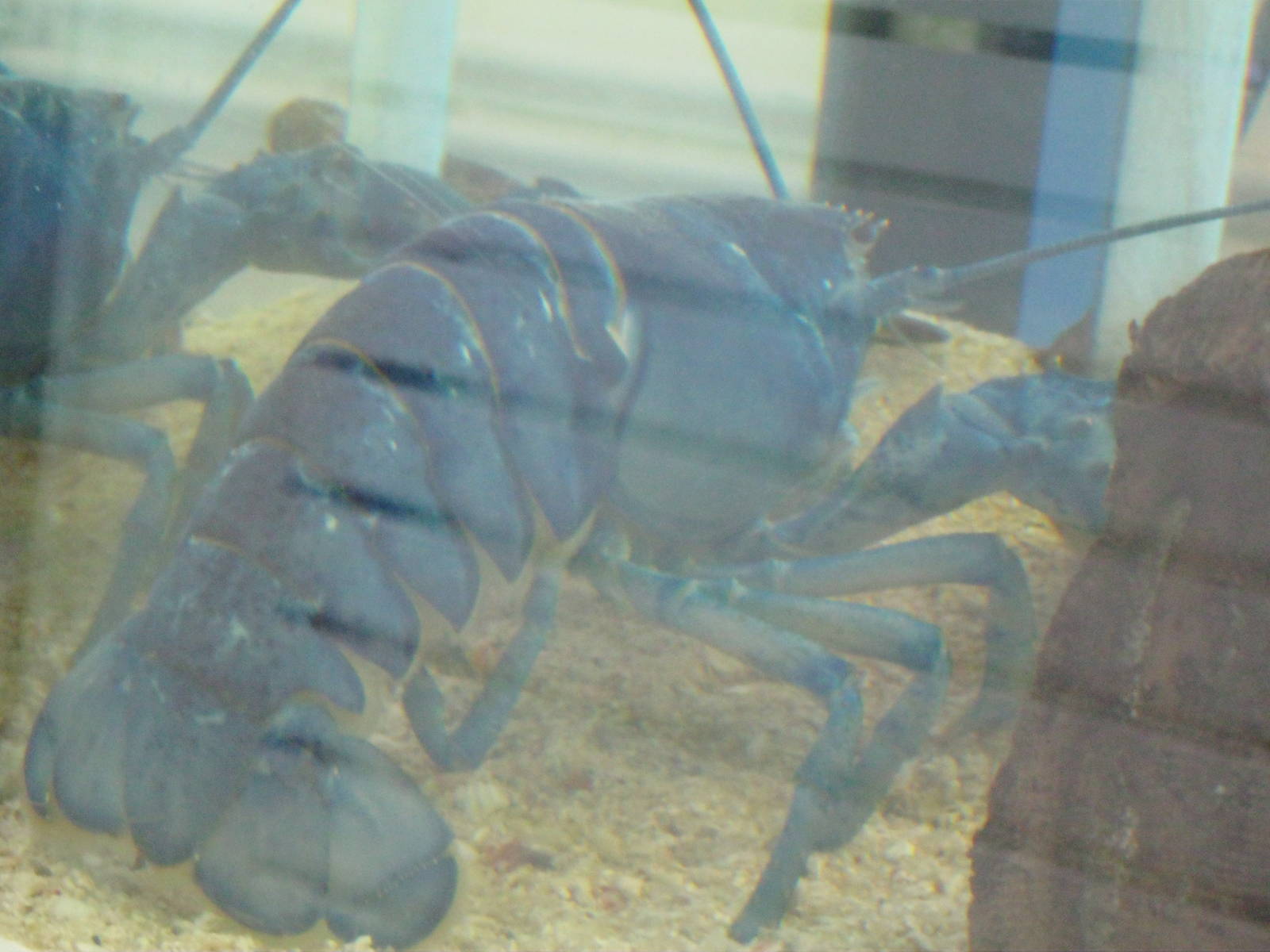 Marine Care Lab- Blue Lobster
