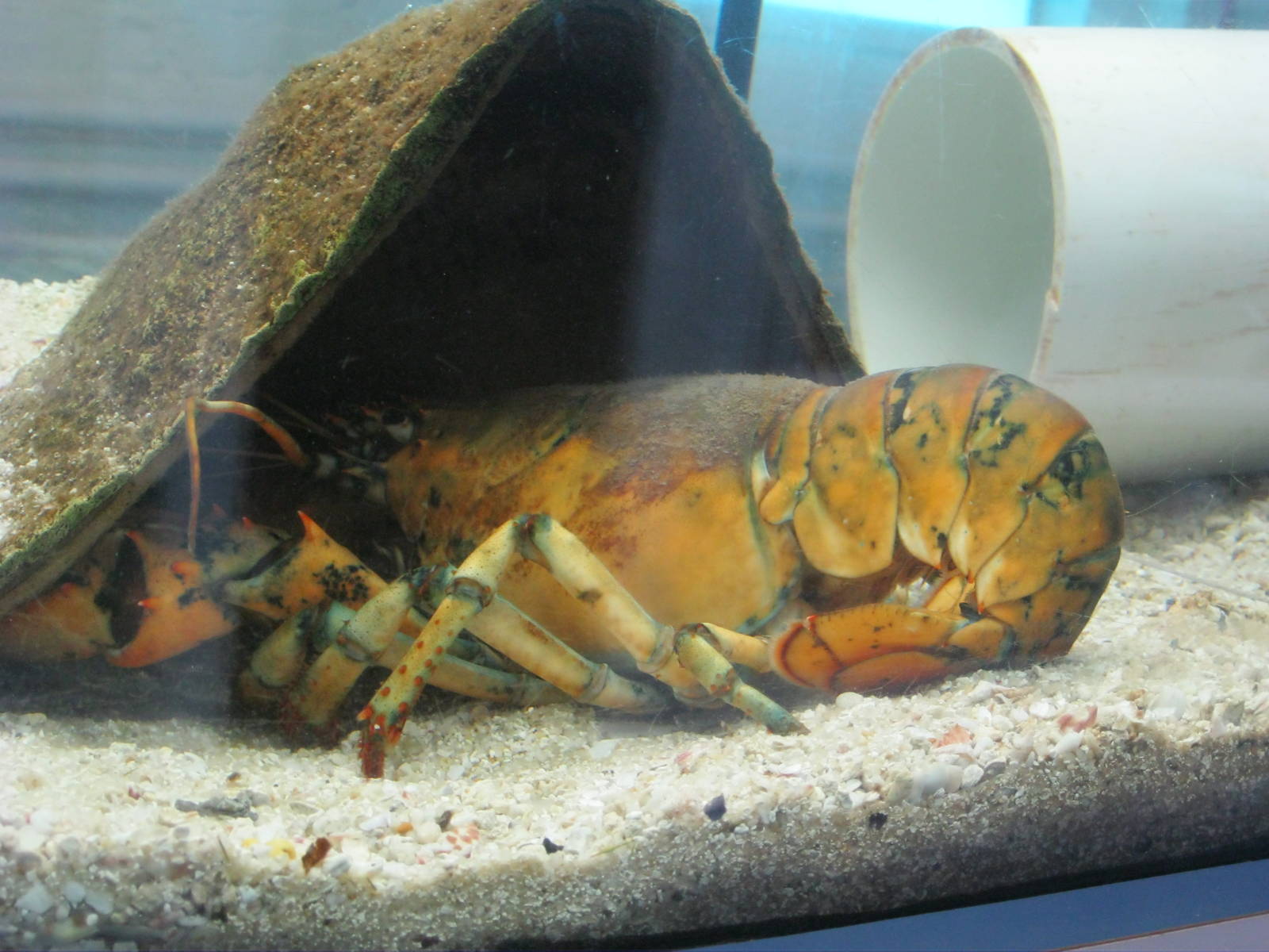 Marine Care Lab- Calico Lobster