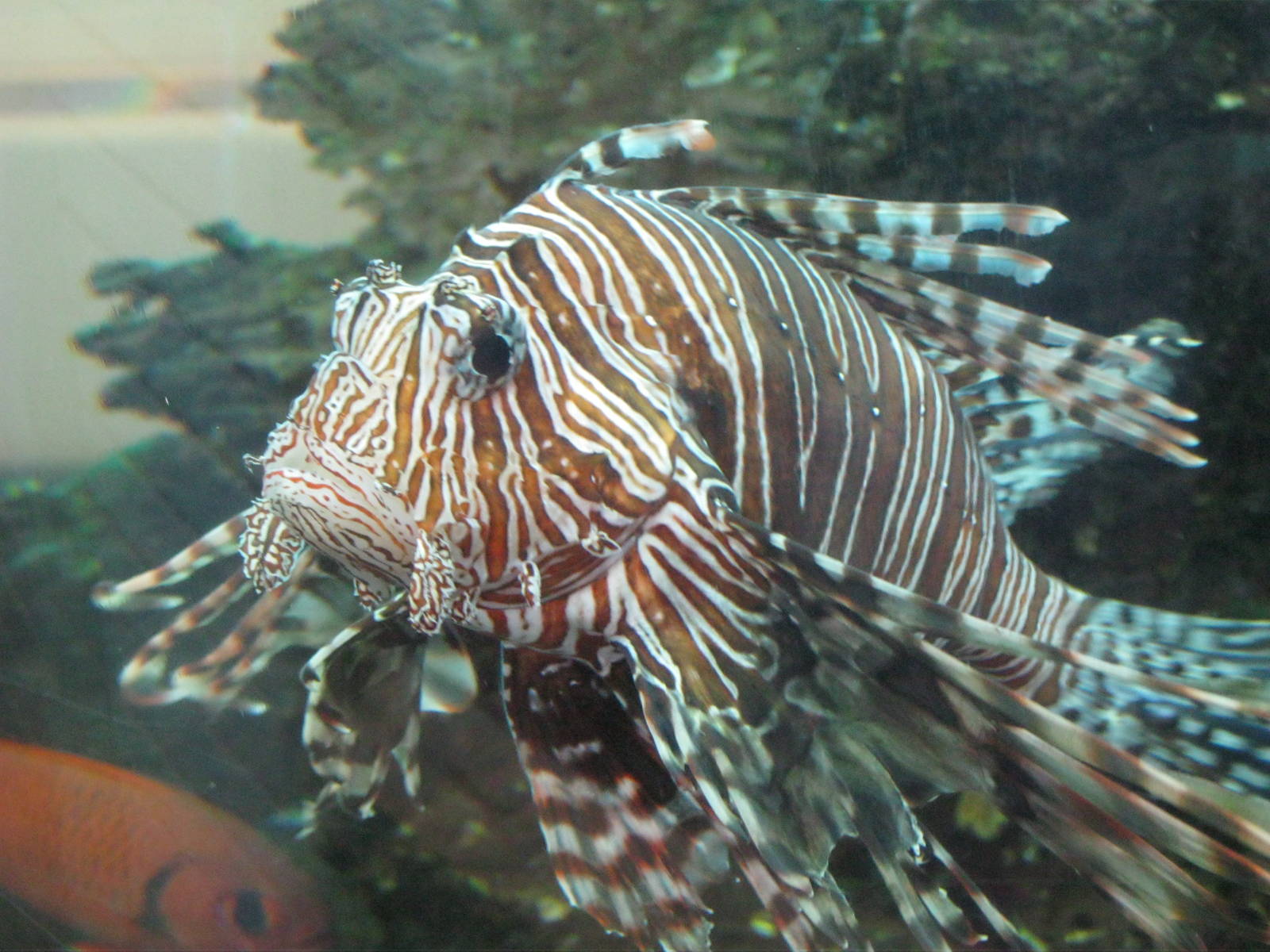 Marine Care Lab- Lionfish
