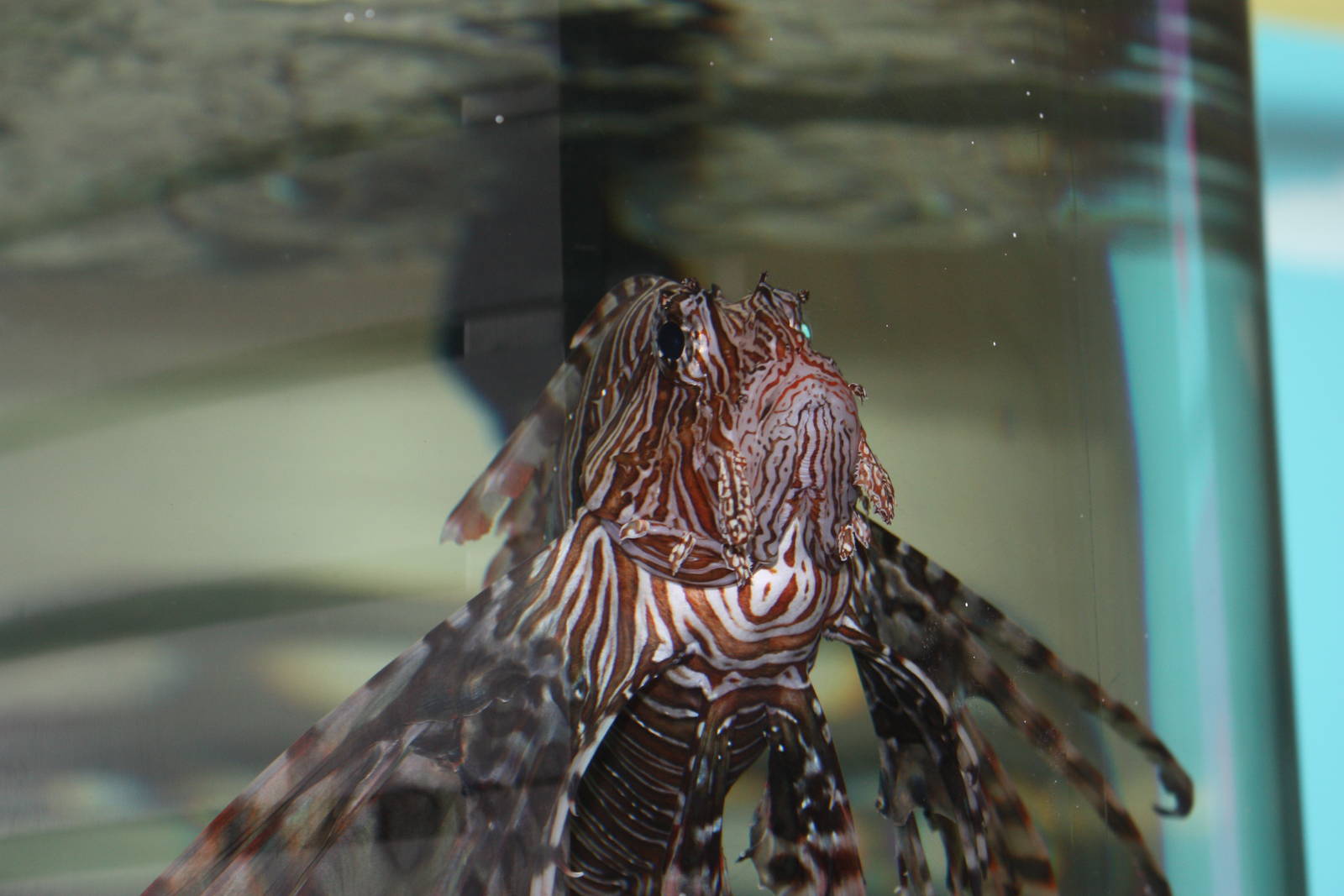 Marine Care Lab- Lionfish