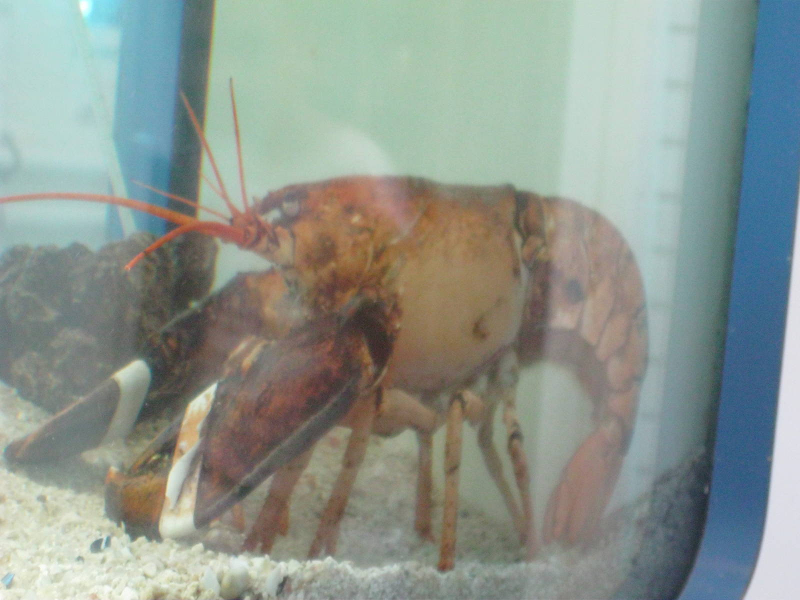 Marine Care Lab- Orange Lobster