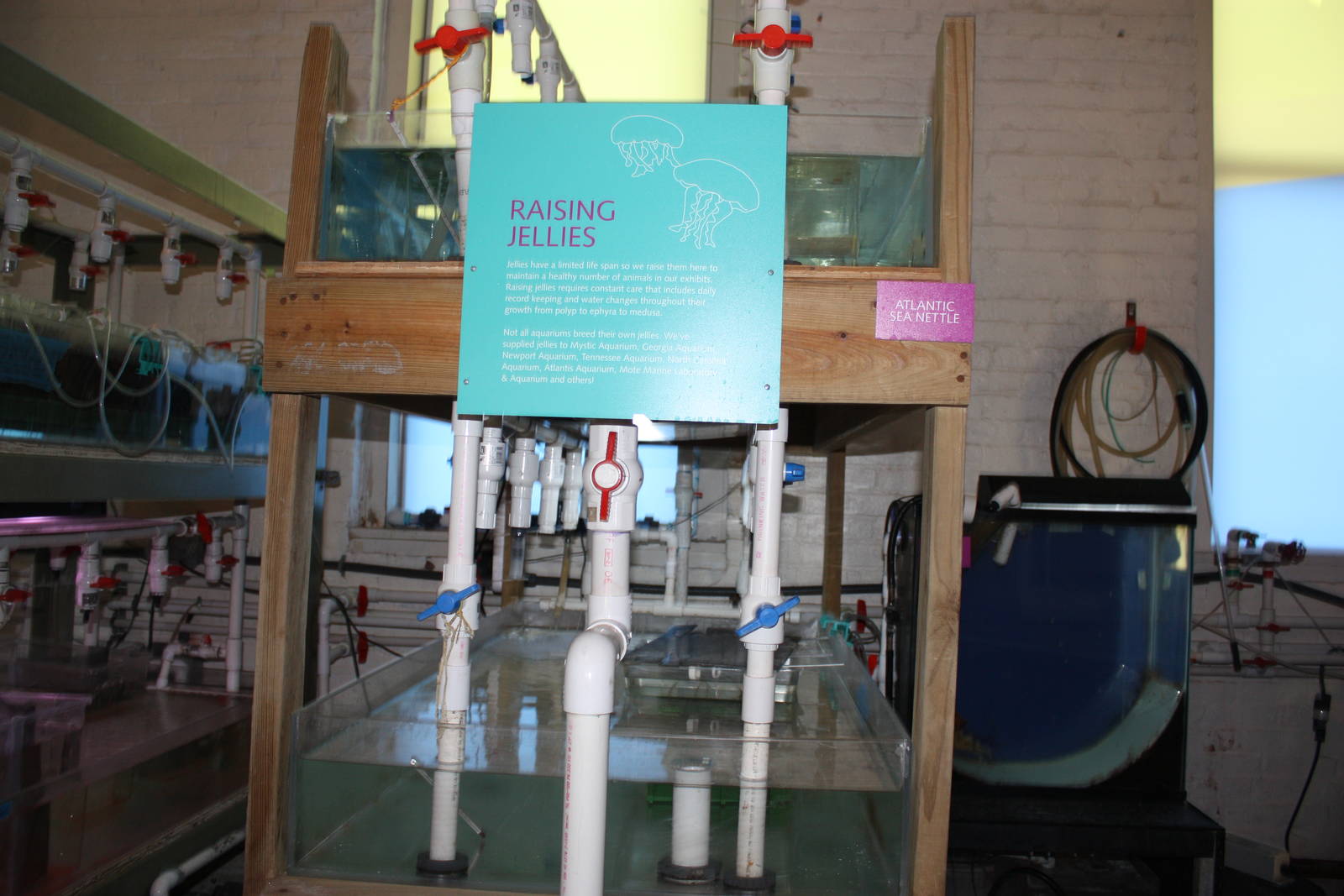 Marine Care Lab- Raising Jellies