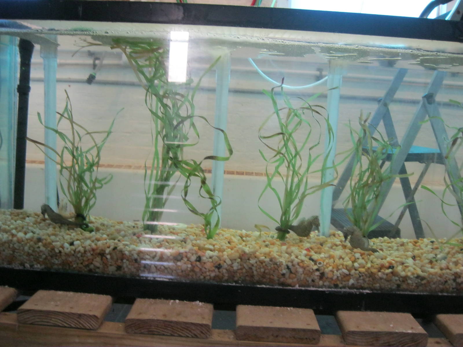 Marine Care Lab- Seahorse Exhibit