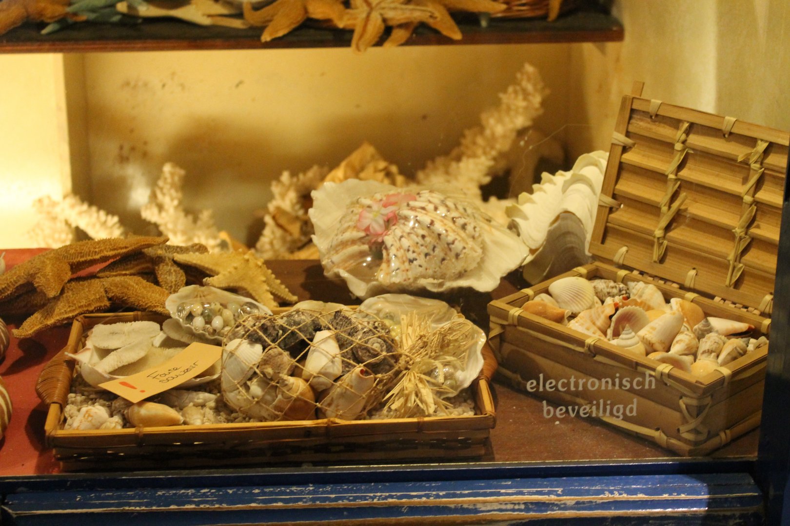 Marine creatures display