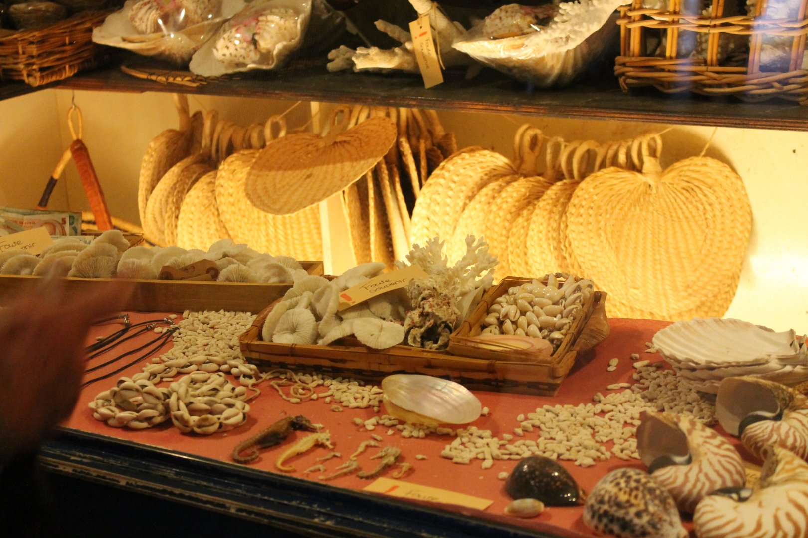 Marine creatures display