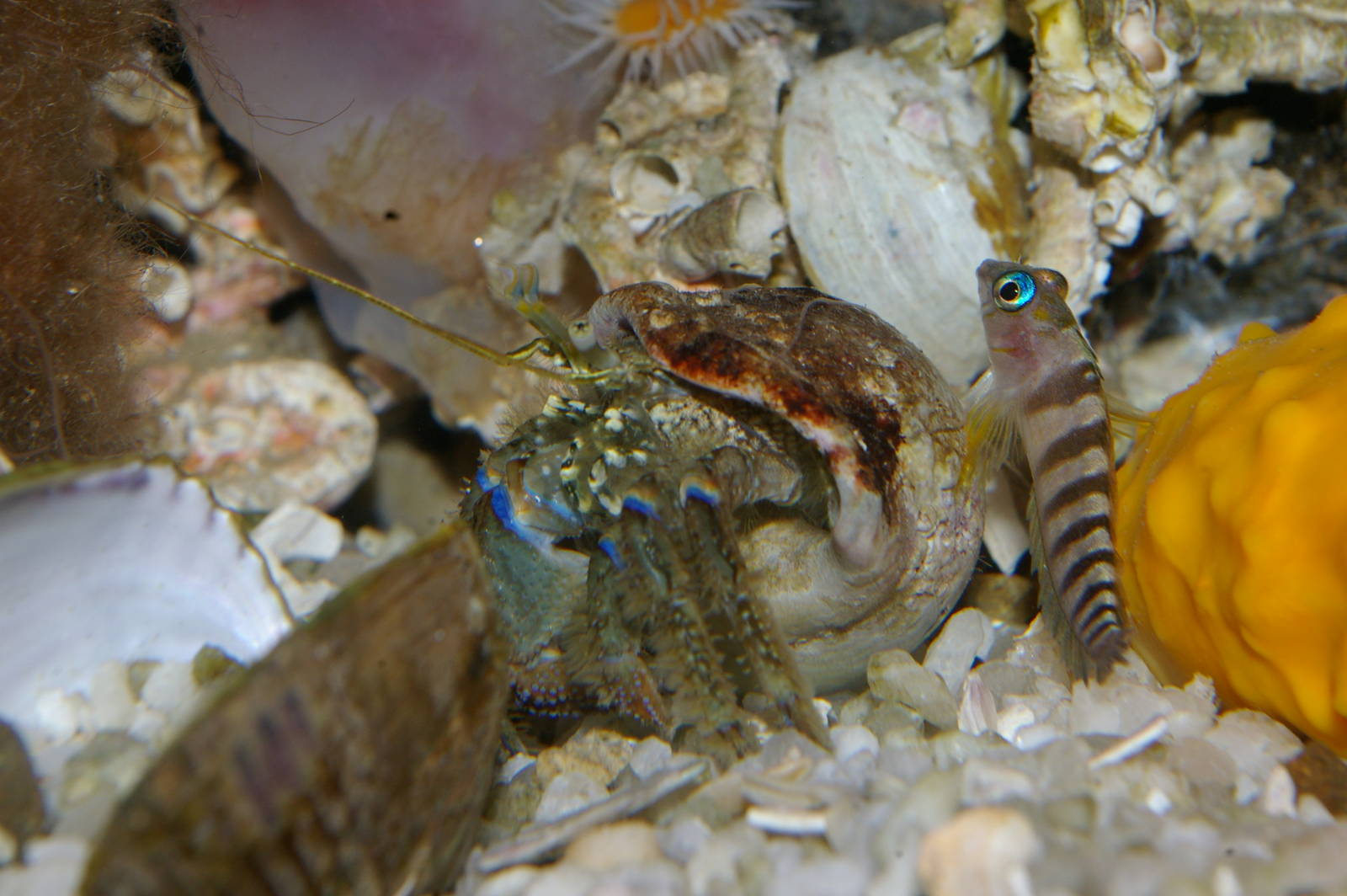 marine critters