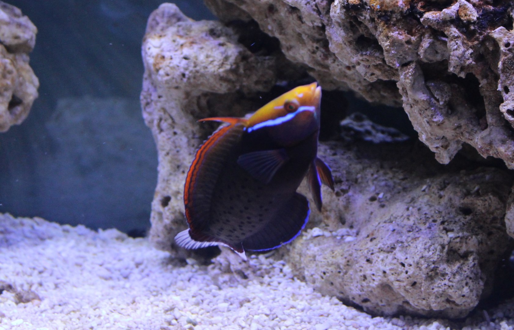 Marine fish ID