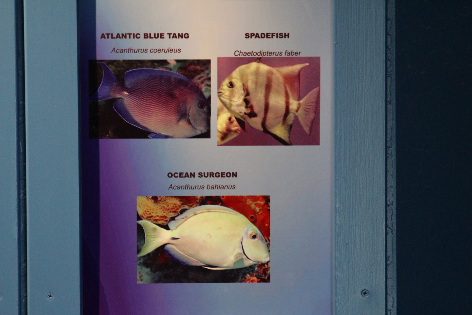 Marine Fish Signage