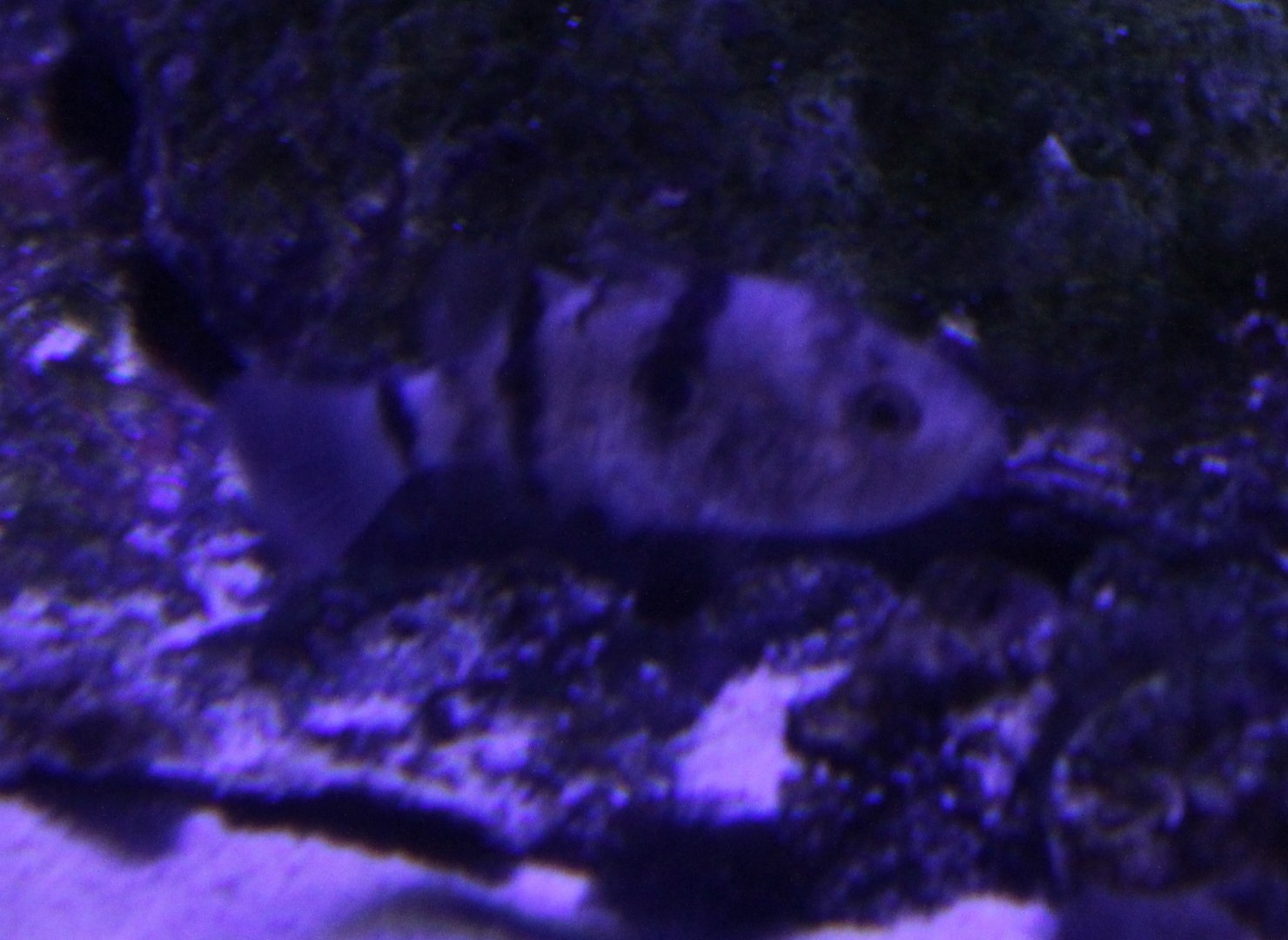 Marine fish-species ID