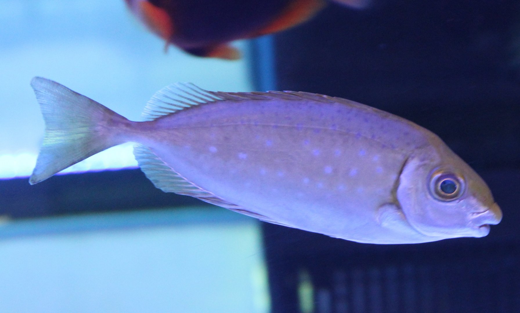 Marine fish-species ID