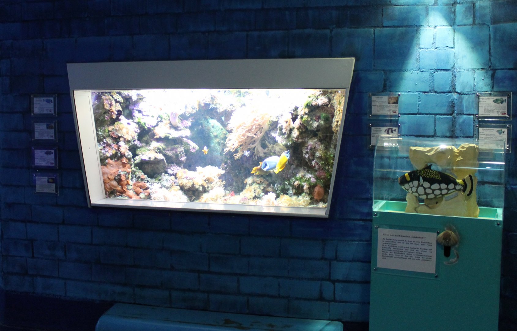 Marine-fish tank with education display