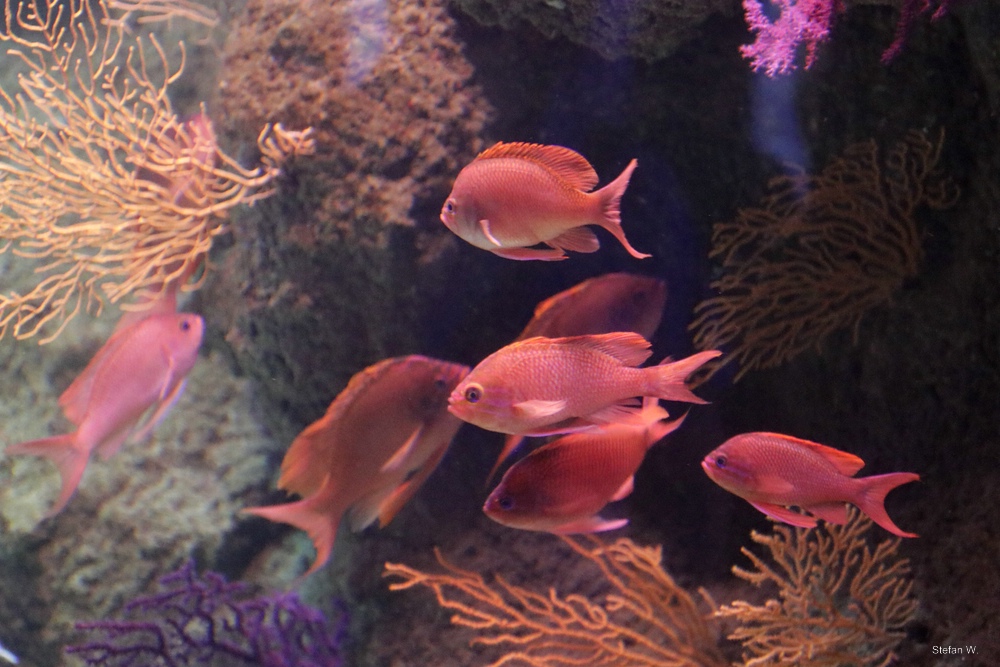 Marine Goldfish (Anthias anthias)
