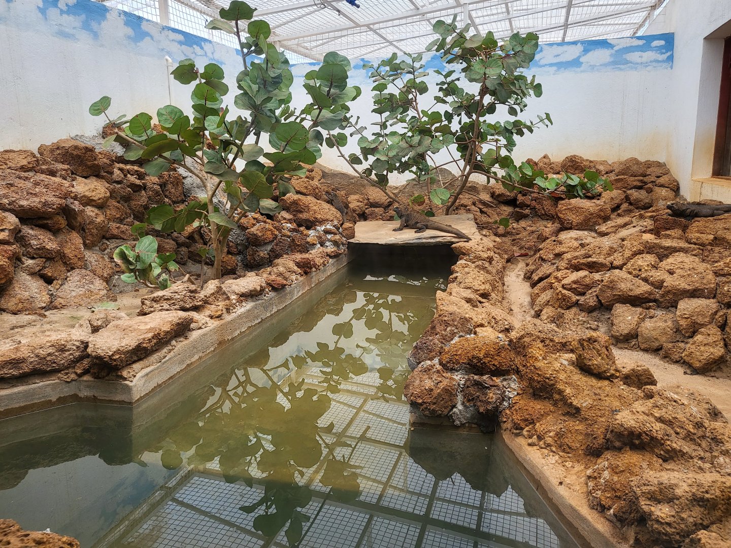 Marine Iguana (Amblyrhynchus cristatus) enclosure