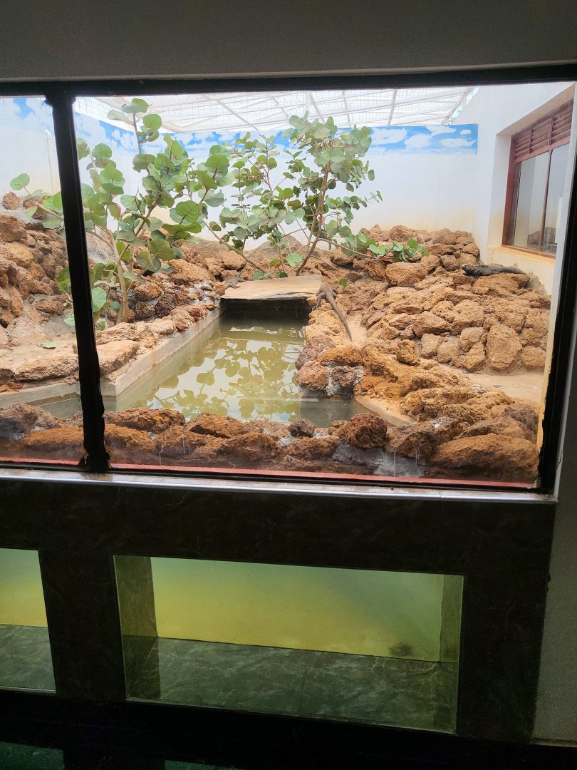Marine Iguana (Amblyrhynchus cristatus) Enclosure