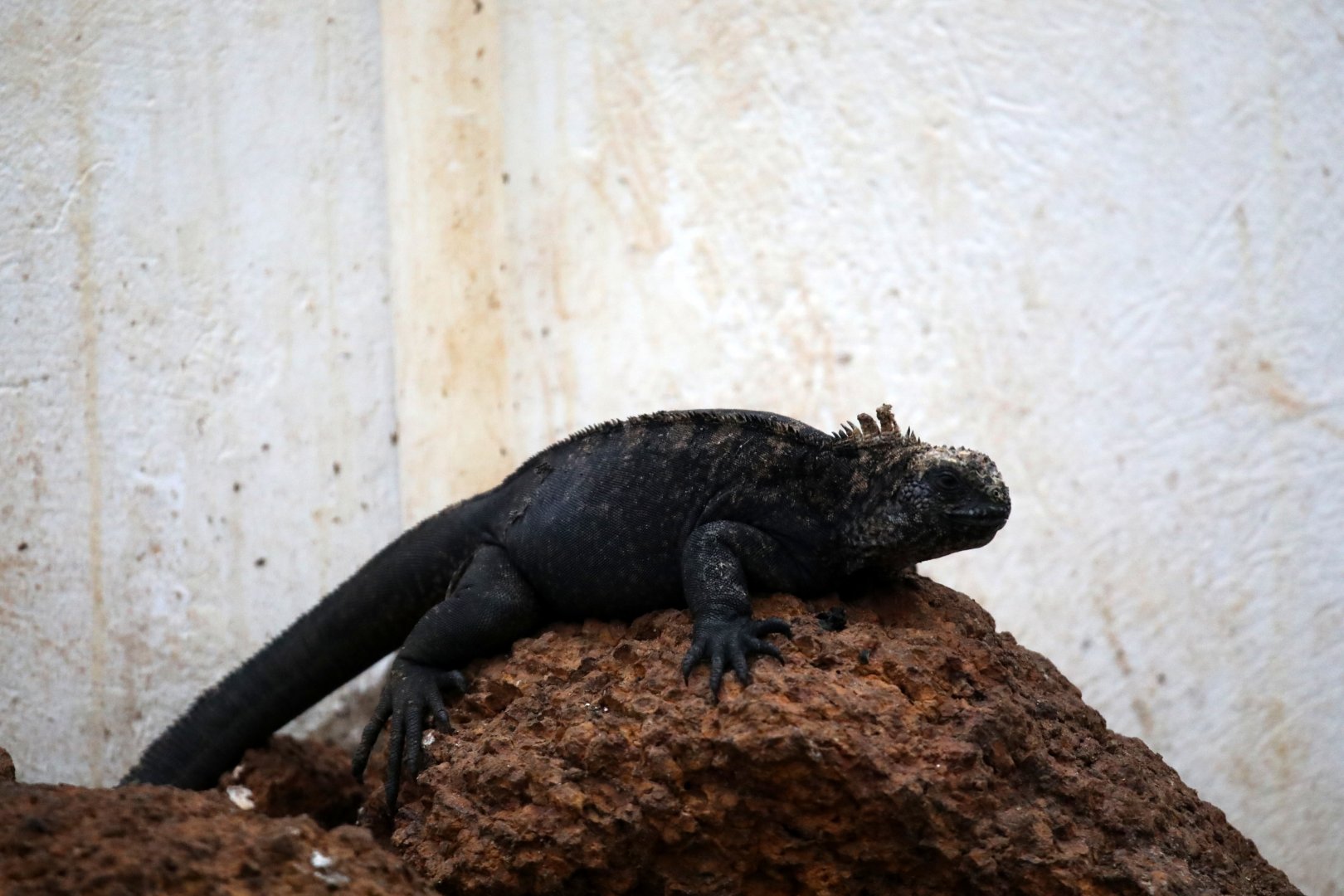 marine iguana (Amblyrhynchus cristatus)