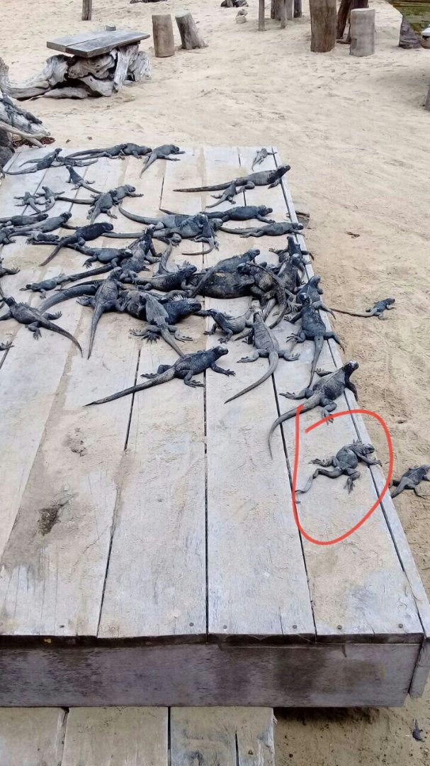 Marine Iguana Breeding Center