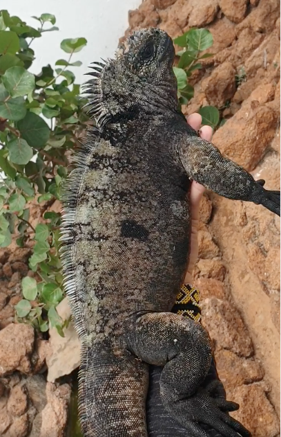 Marine Iguana male (Amblyrhynchus cristatus)