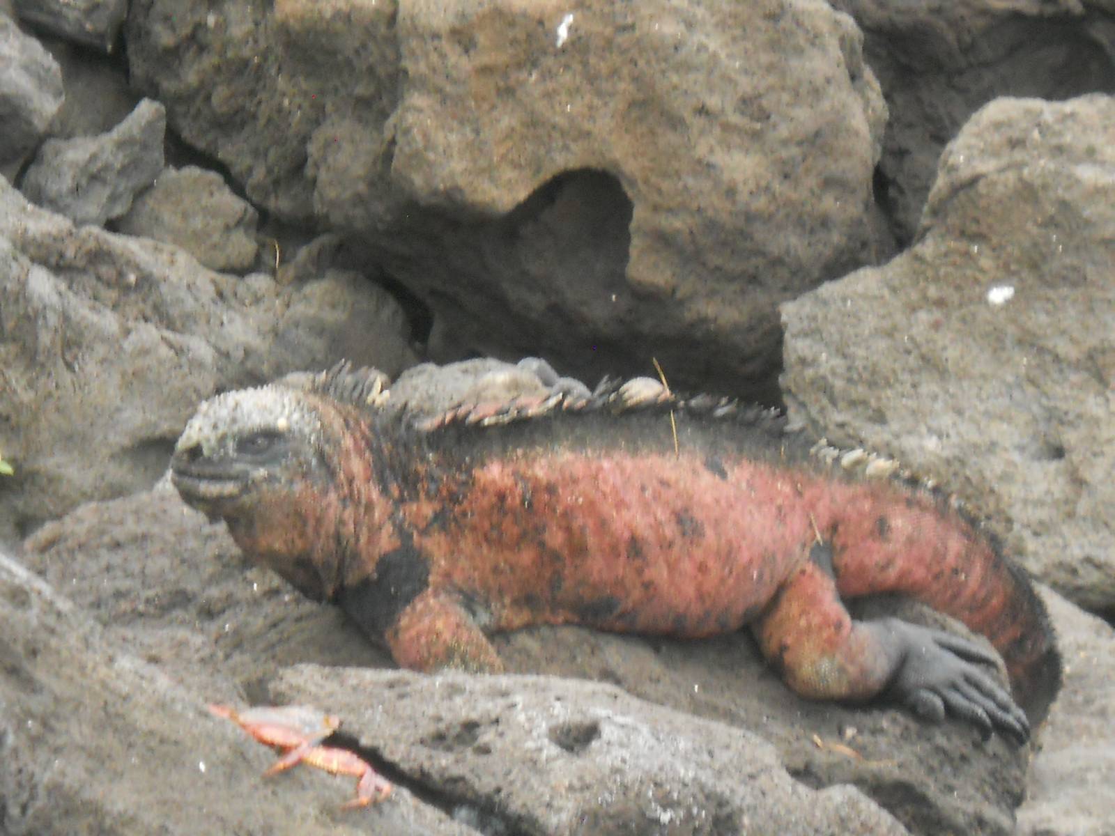 Marine iguanas