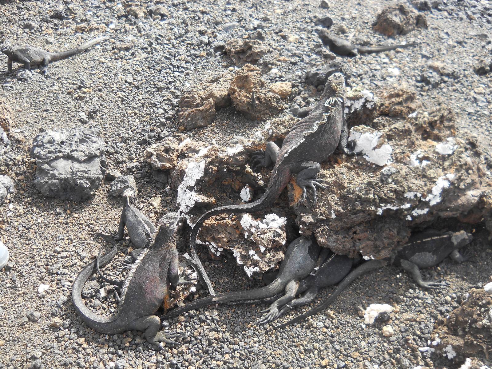 Marine iguanas