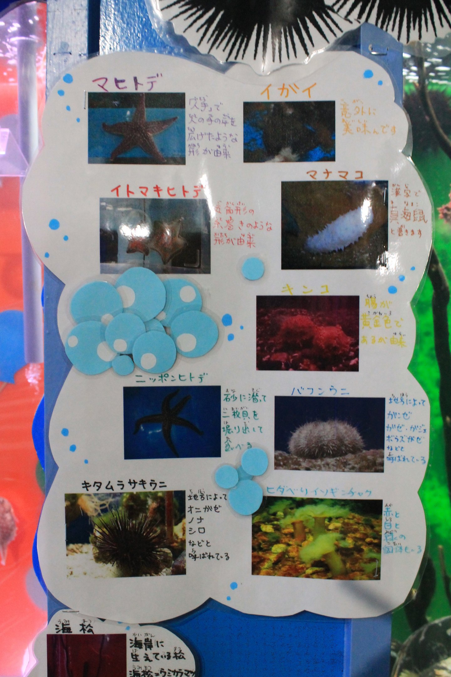 Marine invertebrate signage, Wakkanai Aquarium