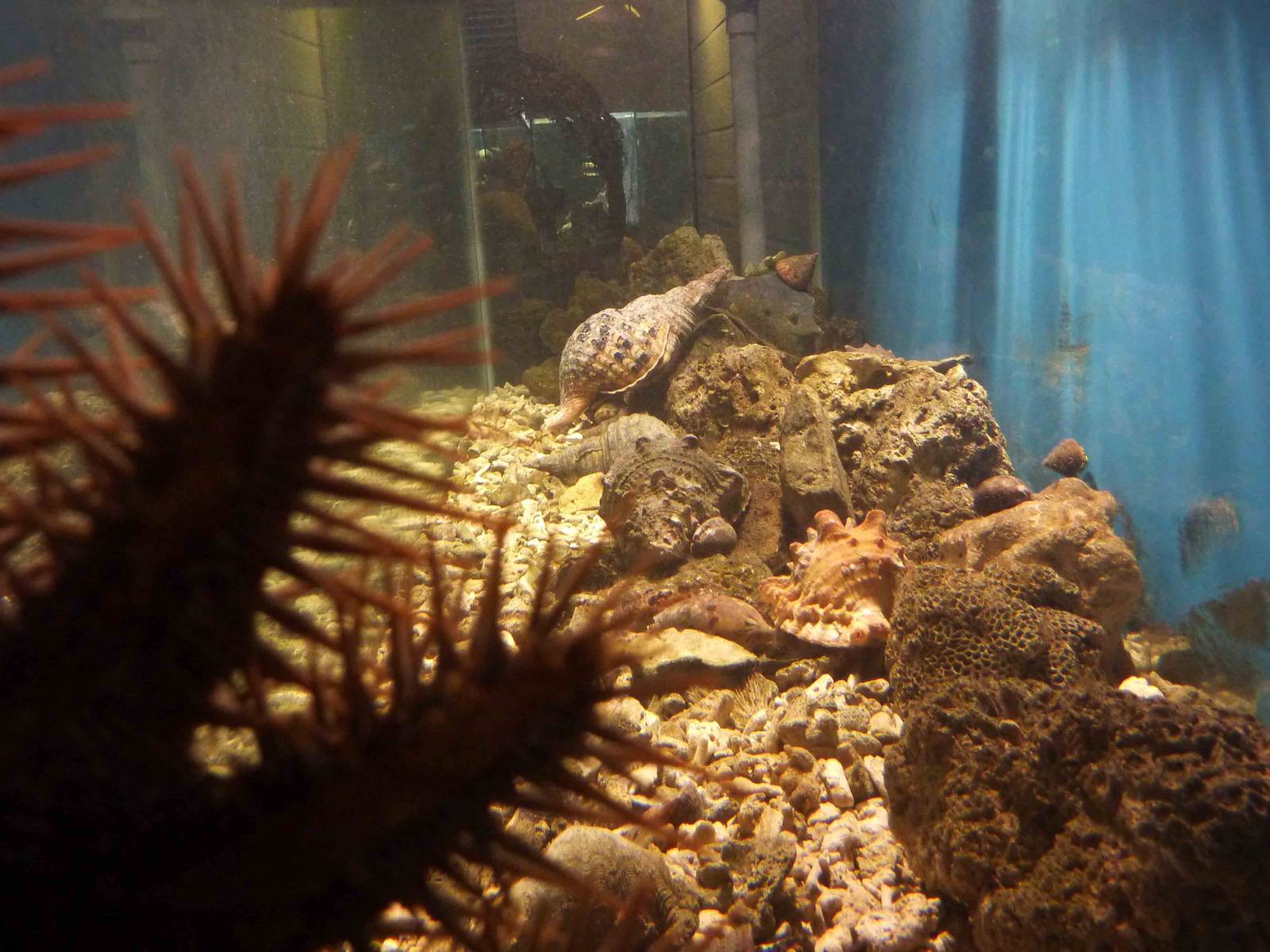 Marine invertebrate tank, May 2013.
