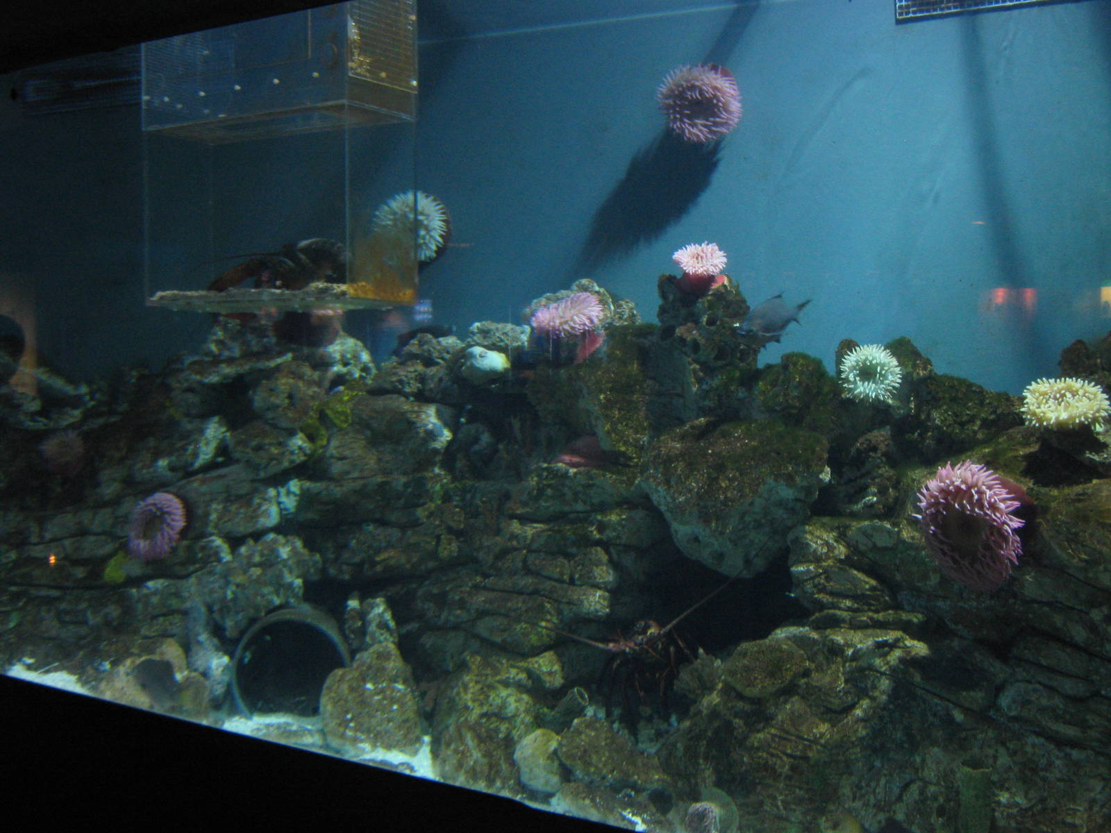 marine invertebrate tank