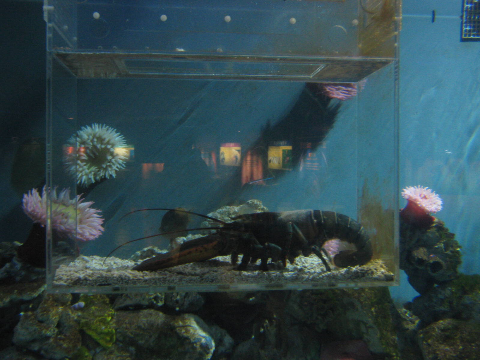 marine invertebrate tank