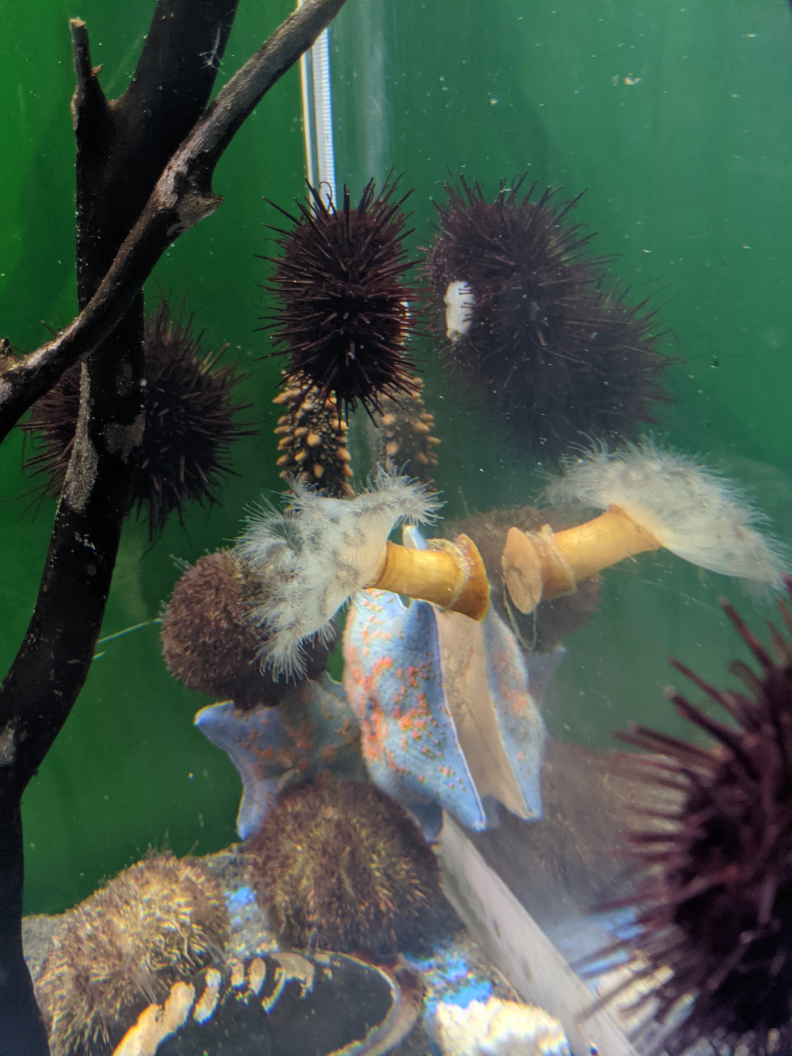 Marine invertebrates, Wakkanai Aquarium
