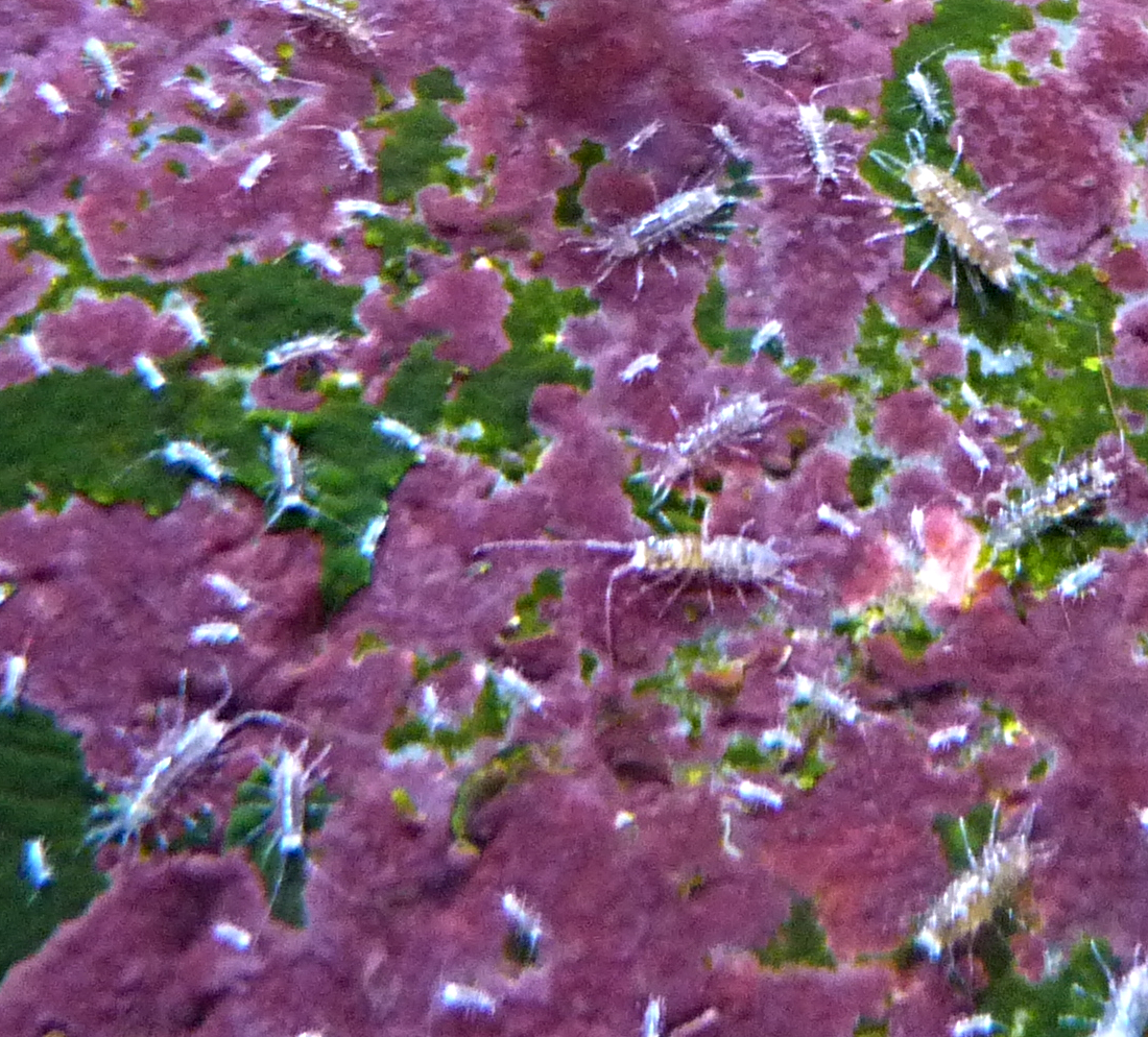 Marine isopod ID (Haus des Meeres)