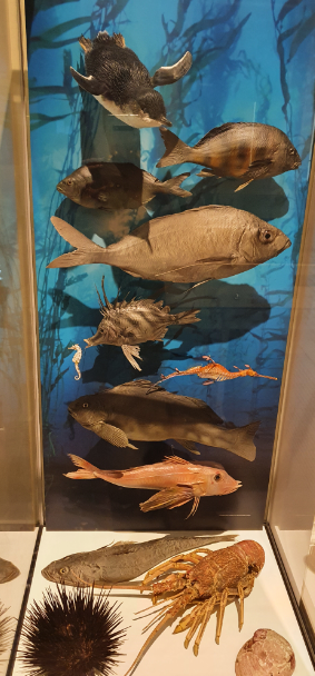 Marine Life Display - Tasmanian Museum and Art Gallery